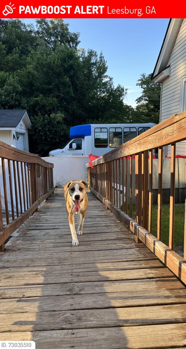 Lost Female Dog last seen Near walnut ave s Leesburg Georgia, Leesburg, GA 31763