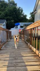 Lost Female Dog last seen Near walnut ave s Leesburg Georgia, Leesburg, GA 31763
