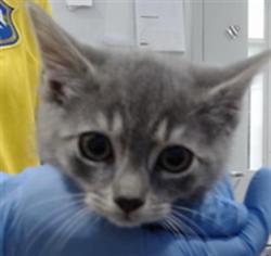 Shelter Stray Male Cat last seen PALOU/PHELPS, 1419 Bryant St, San Francisco, CA 94103, USA