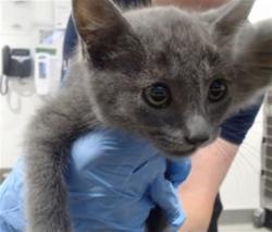 Shelter Stray Male Cat last seen PALOU/PHELPS, 1419 Bryant St, San Francisco, CA 94103, USA