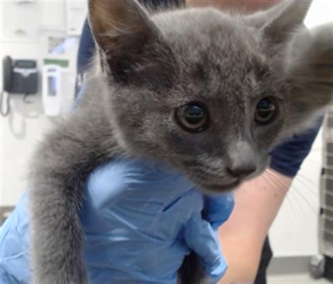 Shelter Stray Male Cat last seen PALOU/PHELPS, 1419 Bryant St, San Francisco, CA 94103, USA
