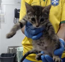 Shelter Stray Female Cat last seen PALOU/PHELPS, 1419 Bryant St, San Francisco, CA 94103, USA