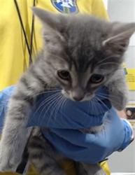 Shelter Stray Male Cat last seen PALOU/PHELPS, 1419 Bryant St, San Francisco, CA 94103, USA
