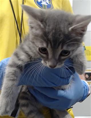 Shelter Stray Male Cat last seen PALOU/PHELPS, 1419 Bryant St, San Francisco, CA 94103, USA
