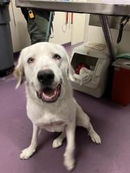 Shelter Stray Male Dog last seen Near BLOCK BLCK COVER ST, LONG BEACH, CA 90808, 7700 E Spring St, Long Beach, CA 90815, USA