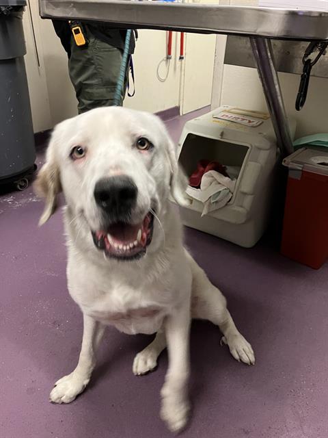 Shelter Stray Male Dog last seen Near BLOCK BLCK COVER ST, LONG BEACH, CA 90808, 7700 E Spring St, Long Beach, CA 90815, USA