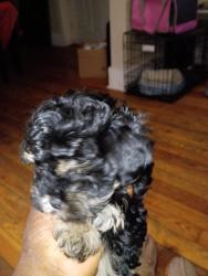 Lost Female Dog last seen Hoyt and Holbrook Street, Muskegon, MI 49442