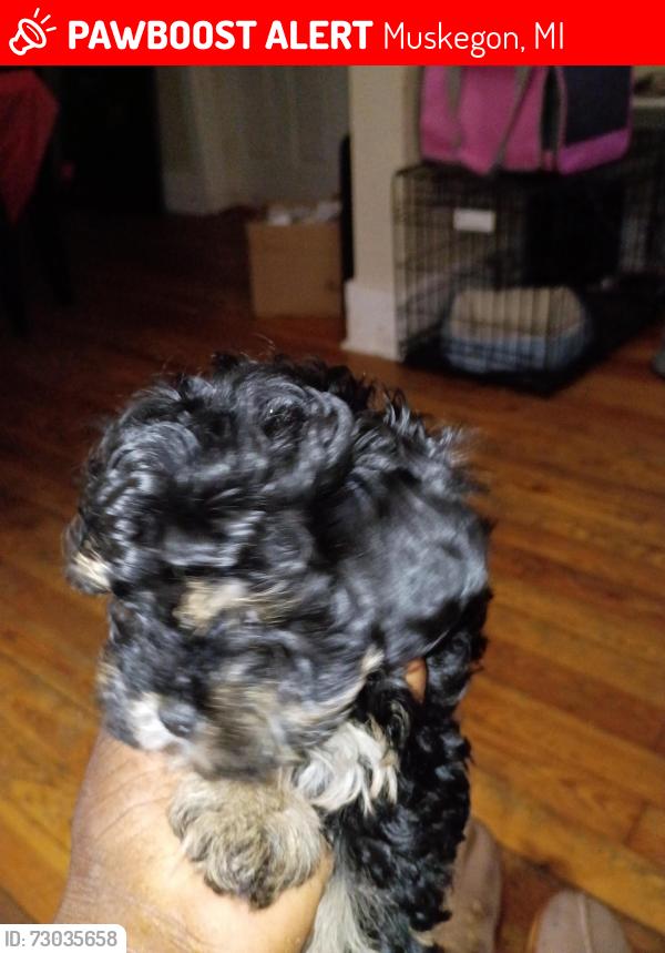 Lost Female Dog last seen Hoyt and Holbrook Street, Muskegon, MI 49442