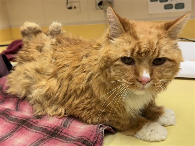 Shelter Stray Male Cat last seen Near BLOCK MT ANGEL HTS, PEYTON CO 80831, 610 Abbot Ln, Colorado Springs, CO 80905, USA
