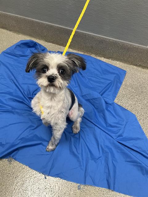 Shelter Stray Male Dog last seen E LAKE MEAD BLVD & N PECOS RD, 655 N Mojave Rd, Las Vegas, NV 89101, USA