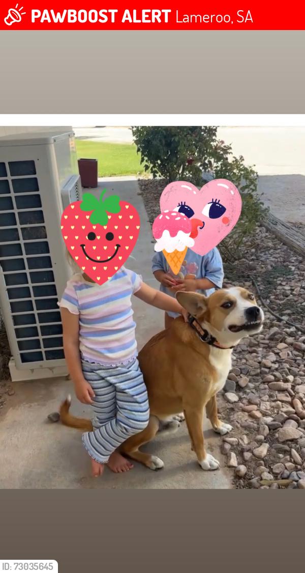Lost Male Dog last seen Maynard road/ Billiatt road or Maynard/bureau road Lameroo, Lameroo, SA 5302