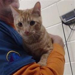 Shelter Stray Male Cat last seen Near BLOCK W NEVADA PL, DENVER CO 80223, 1241 W Bayaud Ave, Denver, CO 80223, USA