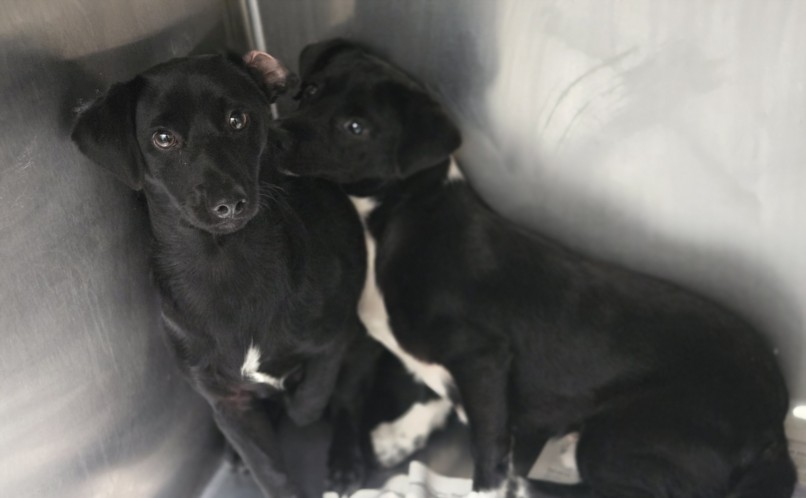 Shelter Stray Male Dog last seen , 3201 Lacy St, Los Angeles, CA 90031, USA