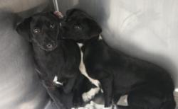 Shelter Stray Male Dog last seen , 3201 Lacy St, Los Angeles, CA 90031, USA