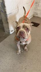 Shelter Stray Female Dog last seen JERRY EAVES PARK, 333 Chandler Pl, San Bernardino, CA 92408, USA