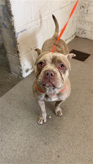 Shelter Stray Female Dog last seen JERRY EAVES PARK, 333 Chandler Pl, San Bernardino, CA 92408, USA