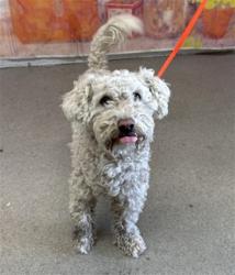 Shelter Stray Male Dog last seen TAMARIND/MILLER, 333 Chandler Pl, San Bernardino, CA 92408, USA