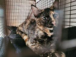 Shelter Stray Female Cat last seen , 957 N Gaffey St, San Pedro, CA 90731, USA