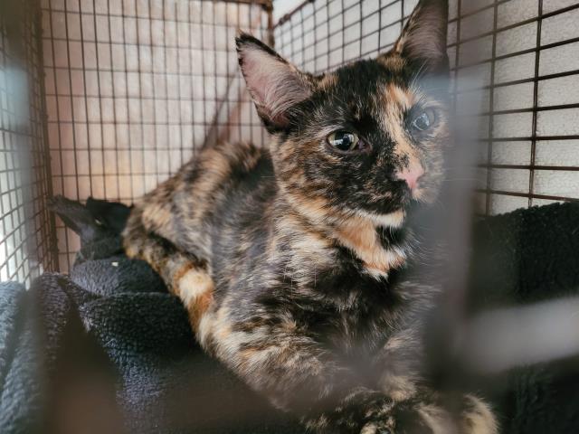 Shelter Stray Female Cat last seen , 957 N Gaffey St, San Pedro, CA 90731, USA