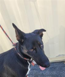 Shelter Stray Female Dog last seen , 957 N Gaffey St, San Pedro, CA 90731, USA