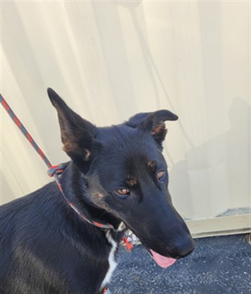 Shelter Stray Female Dog last seen , 957 N Gaffey St, San Pedro, CA 90731, USA