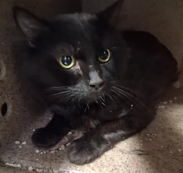 Shelter Stray Male Cat last seen Near BLOCK MYER RD, MOJAVE CA 93501, 3951 Fruitvale Ave, Bakersfield, CA 93308, USA
