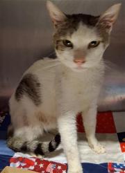 Shelter Stray Male Cat last seen Near BLOCK MYER RD, MOJAVE CA 93501, 3951 Fruitvale Ave, Bakersfield, CA 93308, USA