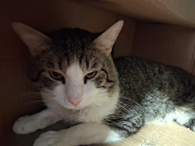 Shelter Stray Male Cat last seen Near BLOCK MYER RD, MOJAVE CA 93501, 3951 Fruitvale Ave, Bakersfield, CA 93308, USA