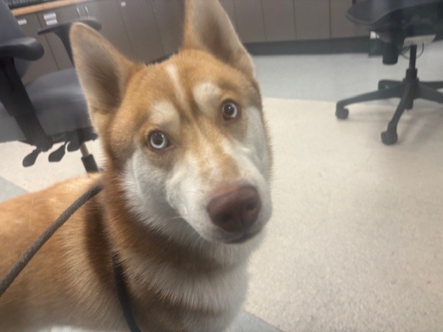 Shelter Stray Male Dog last seen , 14409 Vanowen St, Van Nuys, CA 91405, USA