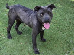Shelter Stray Male Dog last seen , 14409 Vanowen St, Van Nuys, CA 91405, USA