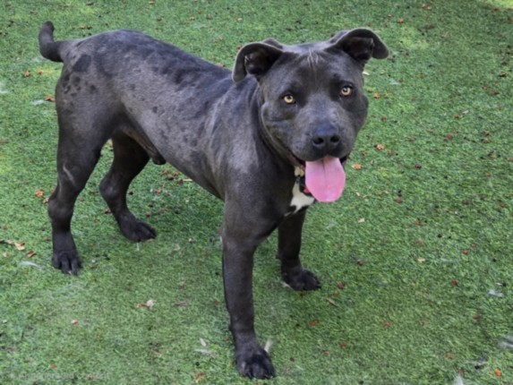 Shelter Stray Male Dog last seen , 14409 Vanowen St, Van Nuys, CA 91405, USA