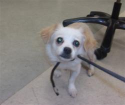 Shelter Stray Female Dog last seen , 14409 Vanowen St, Van Nuys, CA 91405, USA