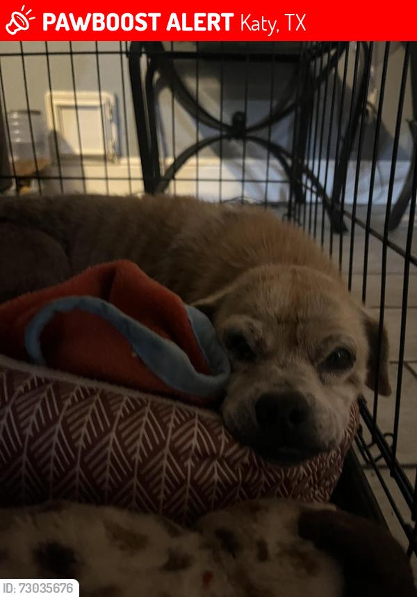 Lost Male Dog last seen Near haven creek dr, Katy, TX 77449