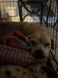 Lost Male Dog last seen Near haven creek dr, Katy, TX 77449