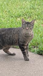 Found/Stray Unknown Cat last seen Black Bear golf course, near Dollar General, Lake County, FL 32736
