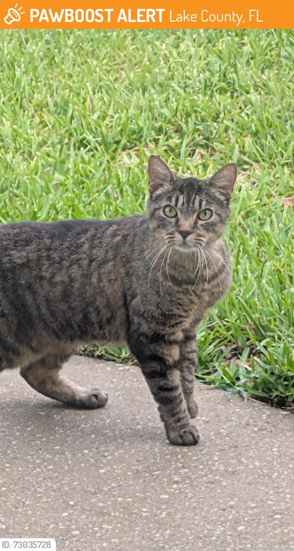 Found/Stray Unknown Cat last seen Black Bear golf course, near Dollar General, Lake County, FL 32736