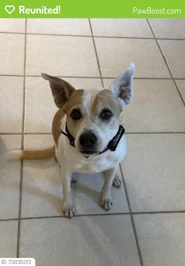 Reunited Female Dog last seen Indiantown Road/Bush Road/Toney Penna, Jupiter, FL 33458