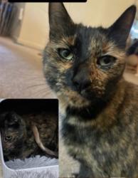 Reunited Female Cat last seen Blossom hill rd / Colman , San Jose, CA 95123