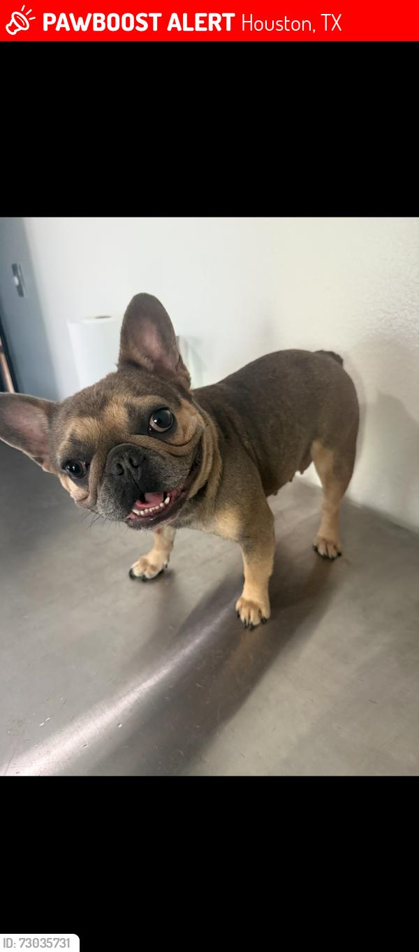 Lost Female Dog last seen Bentley / Hopper / Foy , Houston, TX 77093