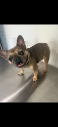Lost Female Dog last seen Bentley / Hopper / Foy , Houston, TX 77093