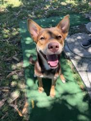 Reunited Female Dog last seen SW 114th Ave, Miami, FL 33157, USA, South Miami Heights, FL 33157