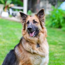 Lost Female Dog last seen Benton Avenue and Kearney, Springfield, MO 65803