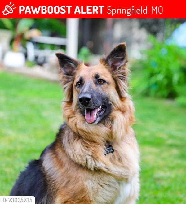 Lost Female Dog last seen Benton Avenue and Kearney, Springfield, MO 65803