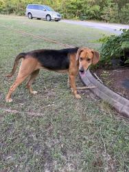 Found/Stray Female Dog last seen Walmart, Cameron, NC 28326