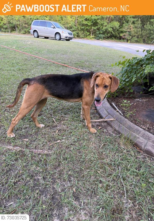 Found/Stray Female Dog last seen Walmart, Cameron, NC 28326