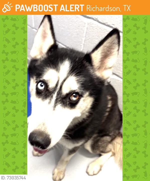 Found/Stray Male Dog last seen Near Wake Dr, Richardson, TX 75081