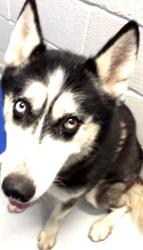 Found/Stray Male Dog last seen Near Wake Dr, Richardson, TX 75081