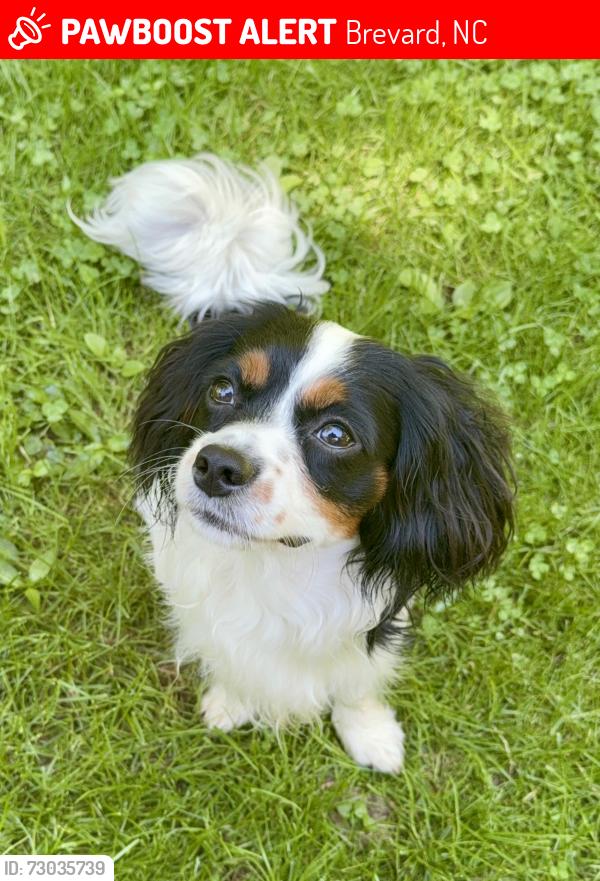Lost Male Dog last seen Country Club and Deerwoode, Brevard, NC 28712