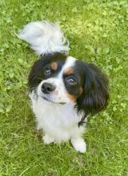Lost Male Dog last seen Country Club and Deerwoode, Brevard, NC 28712