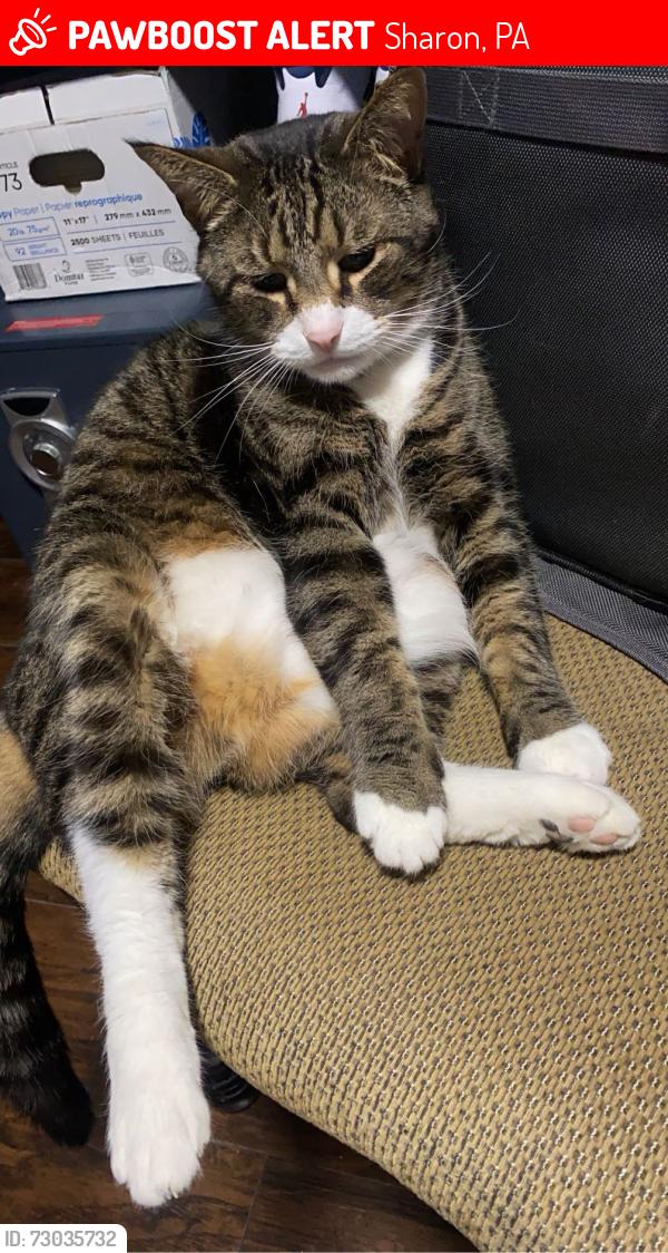Lost Male Cat last seen Wangler, Sharon, PA 16146